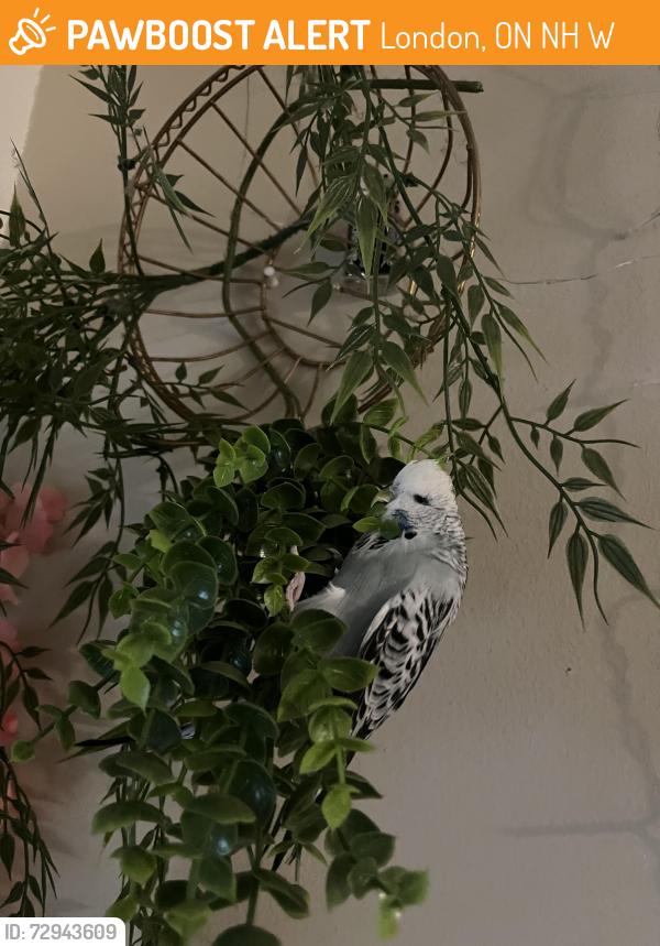 Found/Stray Unknown Bird last seen Byron northview public school, London, ON N6H 3W7