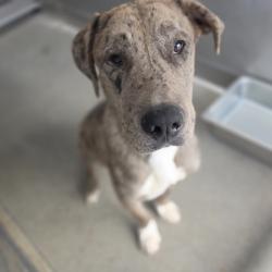 Shelter Stray Male Dog last seen 9TH AND WESTERN, San Bernardino, CA 92401