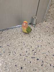 Shelter Stray Unknown Bird last seen Near BLOCK PEARL WAY, Brighton, CO 80601