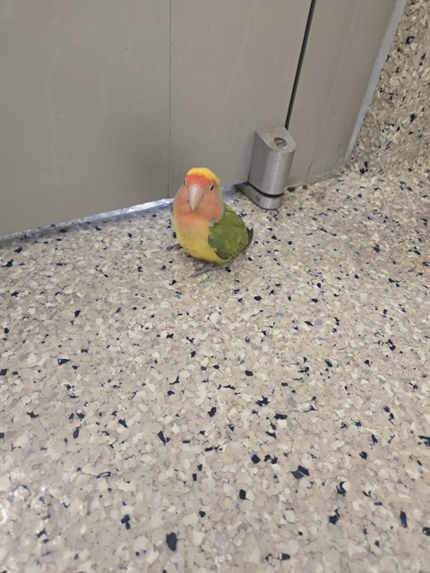 Shelter Stray Unknown Bird last seen Near BLOCK PEARL WAY, Brighton, CO 80601