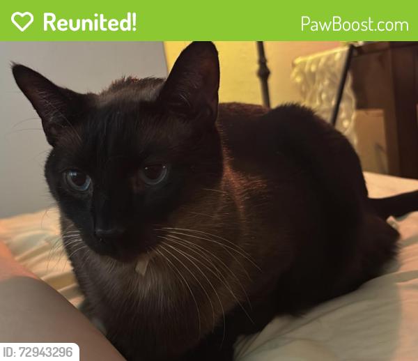 Reunited Male Cat last seen Normandie and 223rd, Torrance, CA 90501