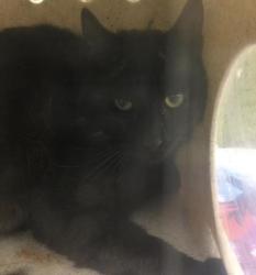 Shelter Stray Male Cat last seen Near BLOCK WELLS AVE, RIVERSIDE, CA, Jurupa Valley, CA 92509