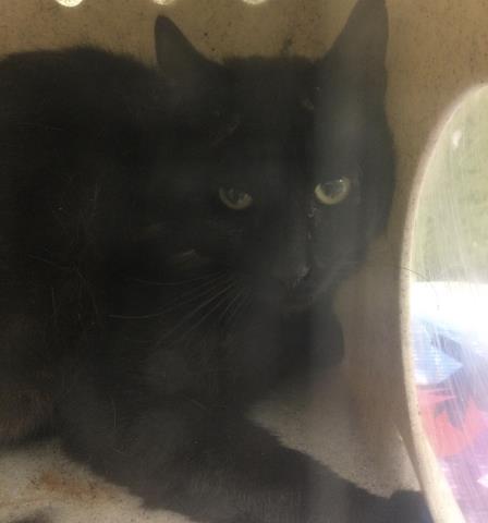 Shelter Stray Male Cat last seen Near BLOCK WELLS AVE, RIVERSIDE, CA, Jurupa Valley, CA 92509