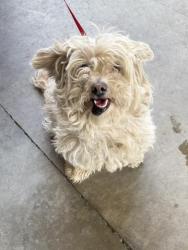 Shelter Stray Female Dog last seen JACKSON ST /DIANA AVE, RIVERSIDE CA, Jurupa Valley, CA 92509
