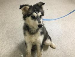 Shelter Stray Male Dog last seen VAN BUREN BLVD AND CENTRAL AVE, Jurupa Valley, CA 92509