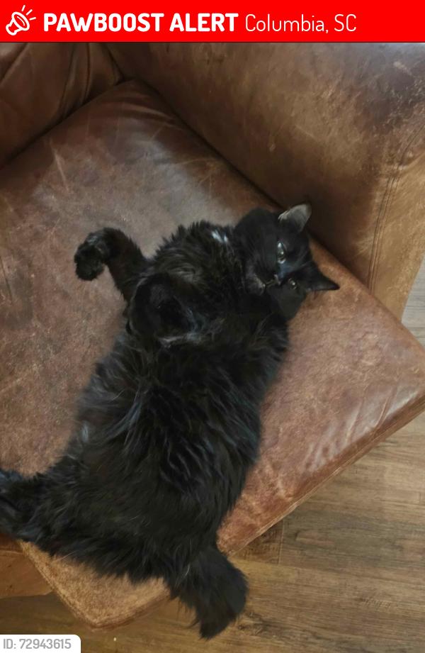 Lost Male Cat last seen Near the Brookhaven street sign, Columbia, SC 29223