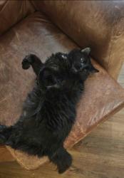 Lost Male Cat last seen Near the Brookhaven street sign, Columbia, SC 29223