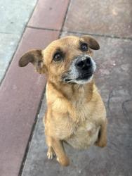 Found/Stray Male Dog last seen Decoto road and 8th street , Union City, CA 94555