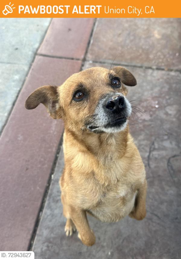 Found/Stray Male Dog last seen Decoto road and 8th street , Union City, CA 94555