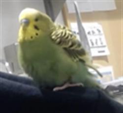 Shelter Stray Male Bird last seen HAIGHT ST / SHARDER ST, San Francisco, CA 94103