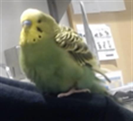 Shelter Stray Male Bird last seen HAIGHT ST / SHARDER ST, San Francisco, CA 94103