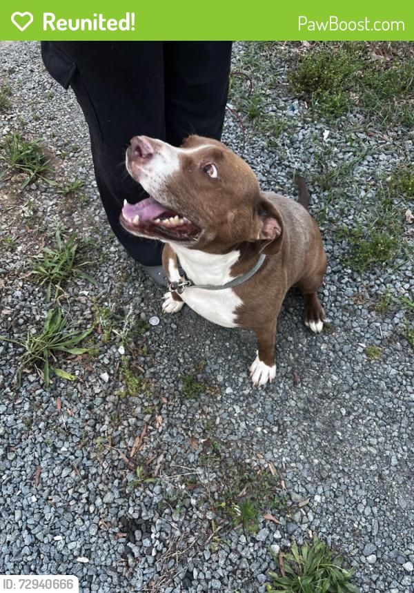 Reunited Male Dog last seen Newlin Elementary , Burlington, NC 27215