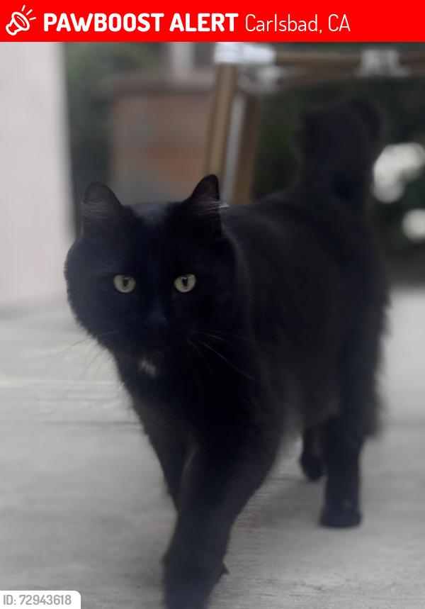 Lost Male Cat last seen El Camino Real and Ponnsettia , Carlsbad, CA 92011