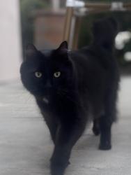 Lost Male Cat last seen El Camino Real and Ponnsettia , Carlsbad, CA 92011