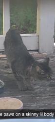 Found/Stray Unknown Cat last seen 44th and Sunnylane, Del City, OK 73115