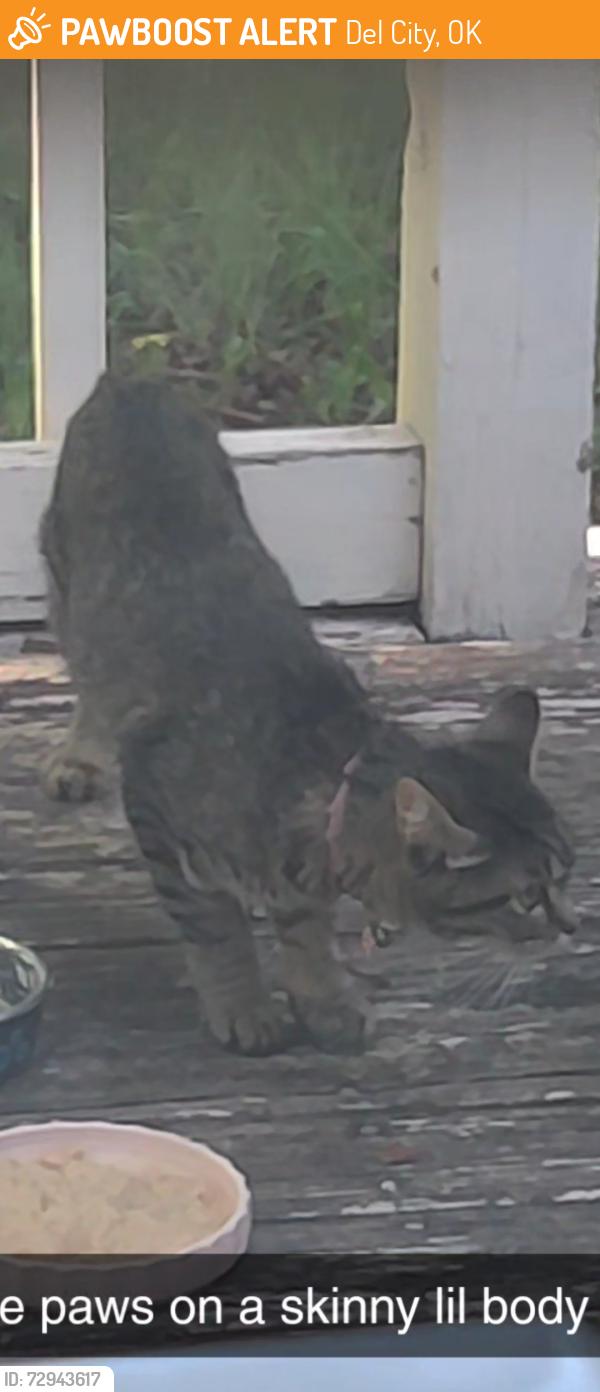 Found/Stray Unknown Cat last seen 44th and Sunnylane, Del City, OK 73115