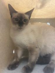 Shelter Stray Female Cat last seen , Sanford, FL 32773