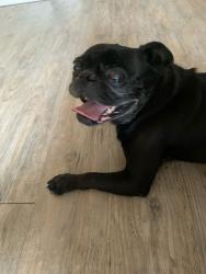 Reunited Male Dog last seen Wurzbach and Vance Jackson near the Walgreens , San Antonio, TX 78230