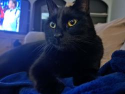 Reunited Female Cat last seen 143rd Ave SE & SE 266th St, Kent, WA 98042