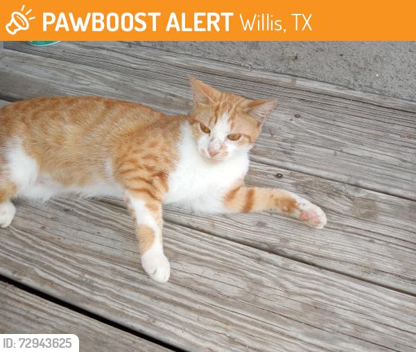 Found/Stray Female Cat last seen Paddock and FM 1097, Willis, TX 77378
