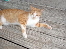 Found/Stray Female Cat last seen Paddock and FM 1097, Willis, TX 77378