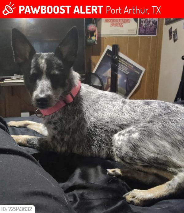 Lost Female Dog last seen 32nd St, Griffing Park Area, Port Arthur, TX 77642