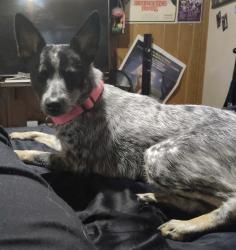 Lost Female Dog last seen 32nd St, Griffing Park Area, Port Arthur, TX 77642