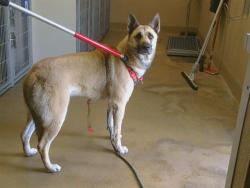 Shelter Stray Female Dog last seen AUBURN BLVD/VAN MAREN LN, 95621, Sacramento, CA 95827