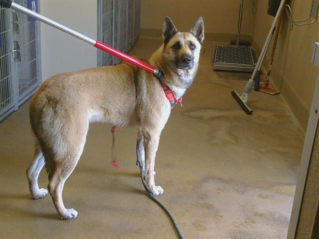 Shelter Stray Female Dog last seen AUBURN BLVD/VAN MAREN LN, 95621, Sacramento, CA 95827