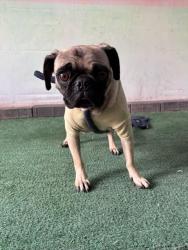 Shelter Stray Female Dog last seen , Irwindale, CA 91706