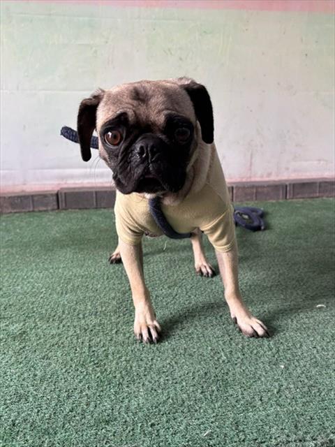 Shelter Stray Female Dog last seen , Irwindale, CA 91706