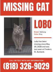 Reunited Male Cat last seen Near N Frederic St, Burbank, CA 91504, USA, Burbank, CA 91504