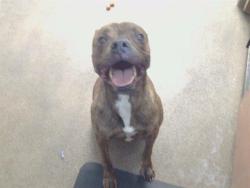 Shelter Stray Male Dog last seen PERCIVAL DR AT CALDERA WAY, 95826, Sacramento, CA 95827
