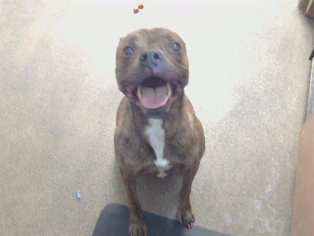 Shelter Stray Male Dog last seen PERCIVAL DR AT CALDERA WAY, 95826, Sacramento, CA 95827