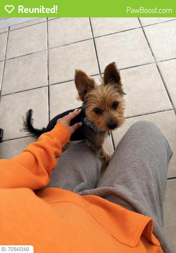 Reunited Male Dog last seen White mission / Indian eagle , Las Vegas, NV 89129
