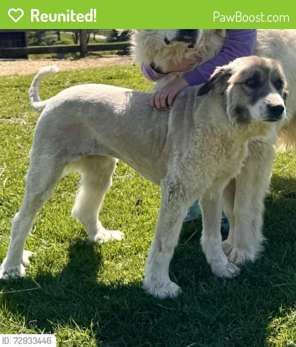 Reunited Female Dog last seen Central Park, Boone County, KY 41005