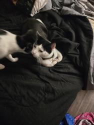 Reunited Male Cat last seen Anahiem shores ests, Anaheim, CA 92801