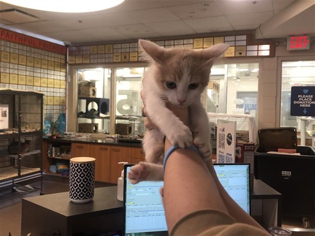Shelter Stray Female Cat last seen HEMANN PARK, Brentwood, MO 63144