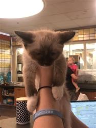 Shelter Stray Male Cat last seen HEMAN PARK, Brentwood, MO 63144