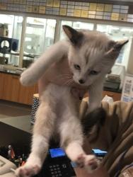Shelter Stray Female Cat last seen HEMAN PARK, Brentwood, MO 63144