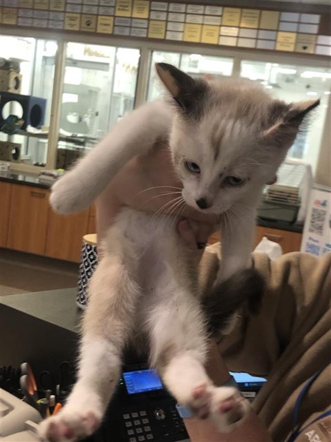 Shelter Stray Female Cat last seen HEMAN PARK, Brentwood, MO 63144
