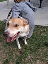 Reunited Female Dog last seen Foxridge Park, Centennial, CO 80112