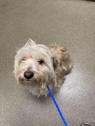Shelter Stray Male Dog last seen Near BLOCK ANDOVER DR, LAS VEGAS NV 89122, Las Vegas, NV 89101