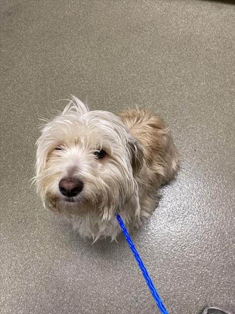 Shelter Stray Male Dog last seen Near BLOCK ANDOVER DR, LAS VEGAS NV 89122, Las Vegas, NV 89101