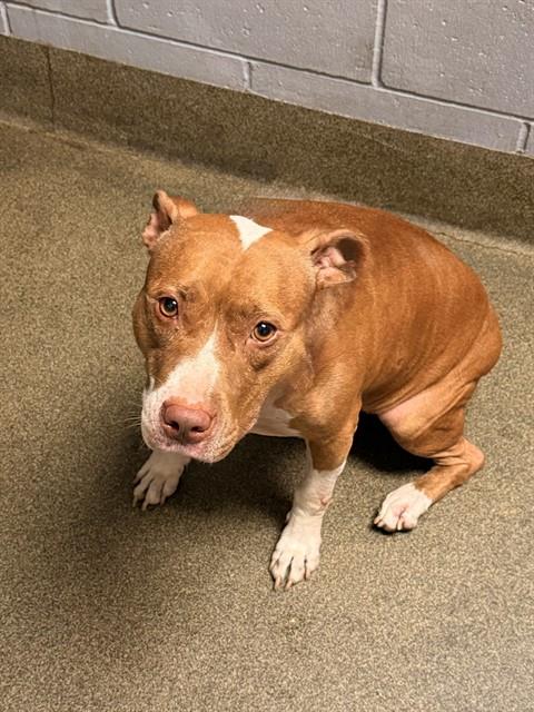 Shelter Stray Female Dog last seen Near BLOCK ARDOON ST, Jacksonville, FL 32204