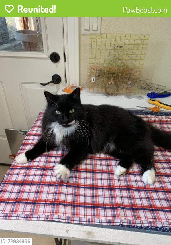 Reunited Male Cat last seen Bretzke Lane, New Braunfels, TX 78132
