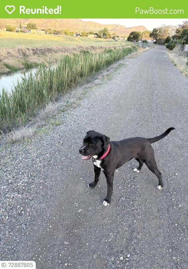 Reunited Male Dog last seen Near W chula Dr , West Valley City, UT 84128