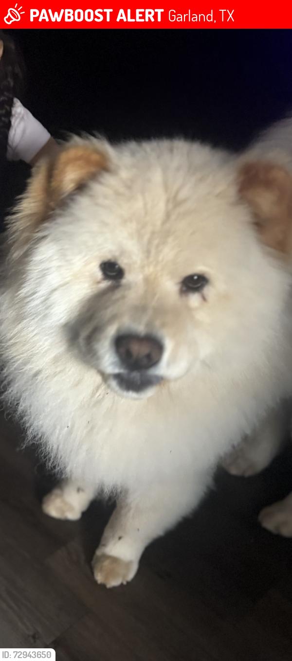 Lost Female Dog last seen Near E I30 garland TX 75043, Garland, TX 75043