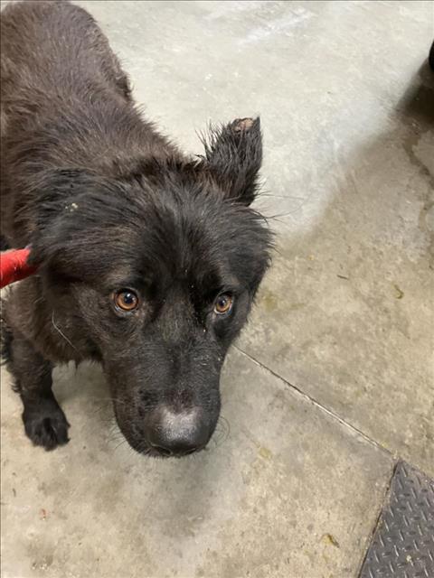 Shelter Stray Male Dog last seen Near BLOCK E 23RD ST N, WICHITA KS 67219, Wichita, KS 67219