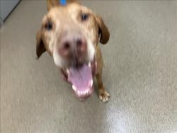 Shelter Stray Male Dog last seen Near BLOCK N COVINGTON CIR, WICHITA KS 67212, Wichita, KS 67219
